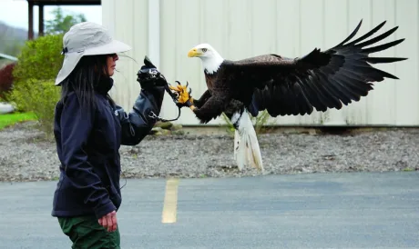 Fighting for Freedom: Raptor specialist working to keep bald eagle